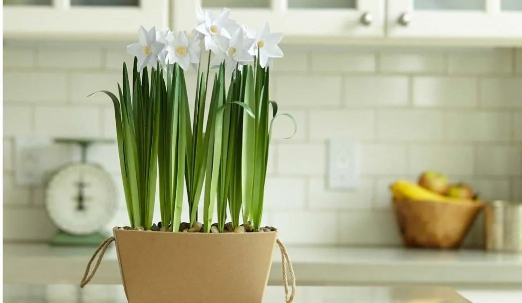 Cricut Paper Flowers: Make Potted Paperwhites