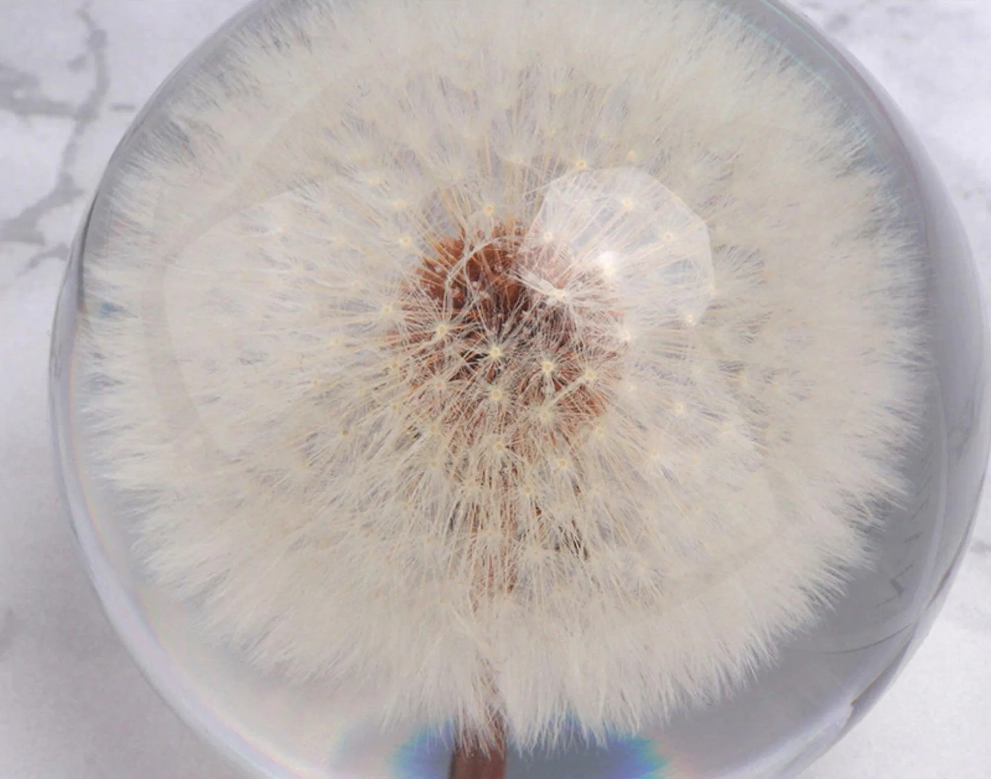 Real Dandelion Crystal Ball 70mm